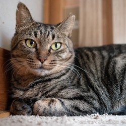 入間ショッピングプラザサイオス猫の里親会 サムネイル3