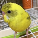 手乗りセキセイインコ