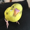 手乗りセキセイインコ サムネイル2