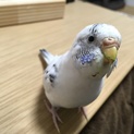 手乗り　セキセイインコ　