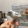 手乗り　セキセイインコ　 サムネイル2