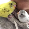 手乗り　セキセイインコ　 サムネイル3