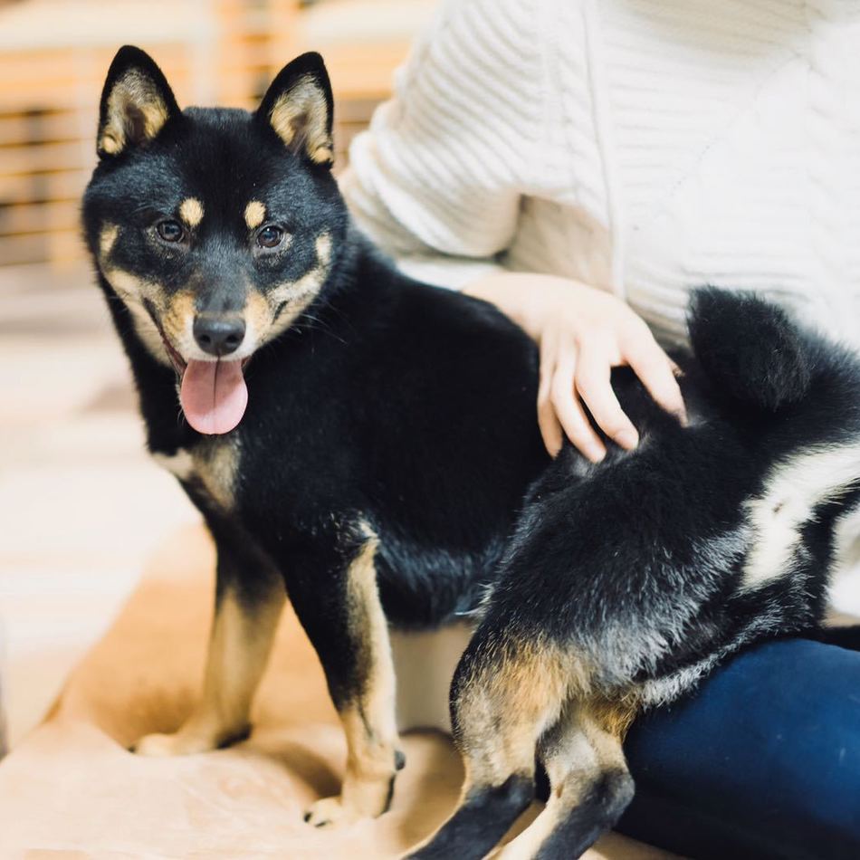ラッキーのカバー写真