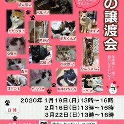 猫の譲渡会