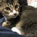 甘えん坊 アビシニアン風 あおい君 ５ヶ月おす