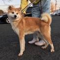 譲渡になりました！！