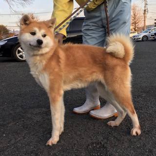 譲渡になりました！！