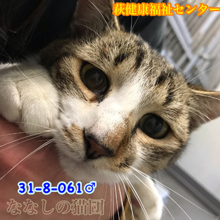 大きな白キジ君 飼主持込み 061