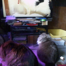 「うにちゃんが珍しくTVに食いついた！」サムネイル2