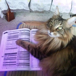 「うにちゃんが珍しくTVに食いついた！」サムネイル3