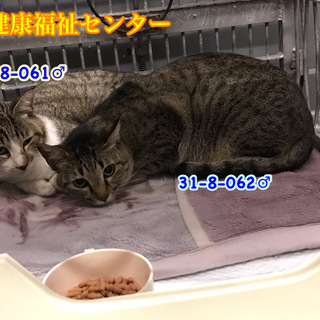 マイペースなキジトラ君　飼主持込み　062