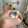 手乗り　セキセイインコ　 サムネイル4