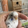 手乗り　セキセイインコ　 サムネイル5