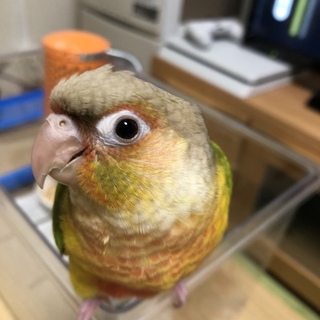 手乗り　ウロコインコ