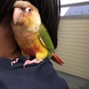 手乗り　ウロコインコ サムネイル2
