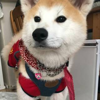 遊び盛りの元気な子秋田犬-あずあず-