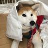 遊び盛りの元気な子秋田犬-あずあず- サムネイル2