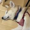 遊び盛りの元気な子秋田犬-あずあず- サムネイル3