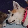 遊び盛りの元気な子秋田犬-あずあず- サムネイル4