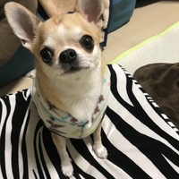 キキ
