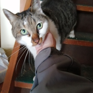 ありがとう決まりました！おっきい老猫君