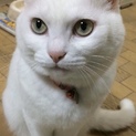 緑色の目をした綺麗な白猫です。