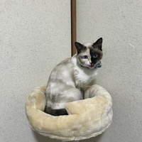 ゆき