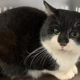 譲渡されました。