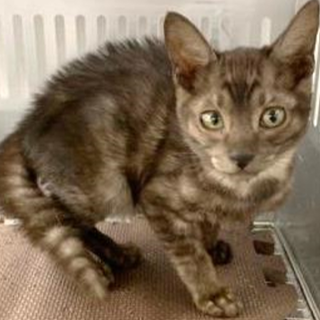 譲渡されました。