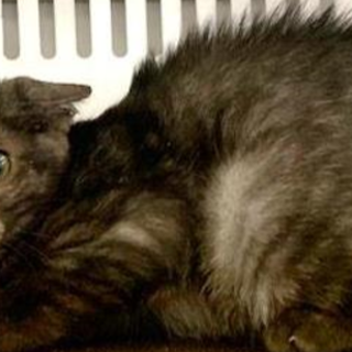 譲渡されました。