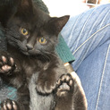 なつっこいモフモフ黒猫の子猫