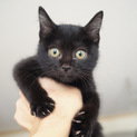 骨盤が少しゆるい？子猫ちゃん