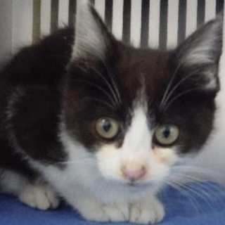 里親様に迎えられました。幼猫♂318