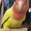 コザクラインコ里親募集です。