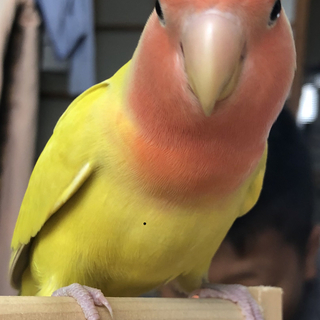 コザクラインコ里親募集です。