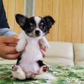 ロンチ仔犬ちゃん♬︎