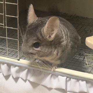 チンチラ♂(シナモン)里親募集