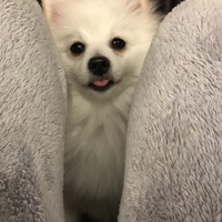 まろ