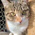 ハンデに負けない活発な三毛のみーちゃん