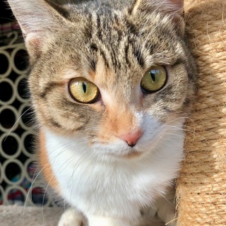 ハンデに負けない活発な三毛のみーちゃん