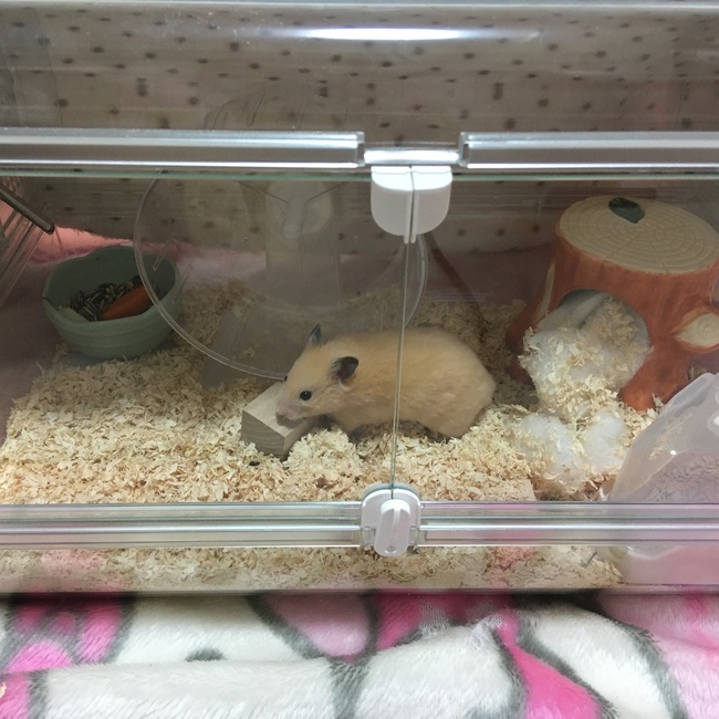 odette16hのカバー写真