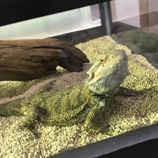 フトアゴヒゲトカゲの里親募集