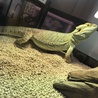 フトアゴヒゲトカゲの里親募集 サムネイル4