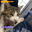 寂しがりやな白キジ君　飼い主持込み　063