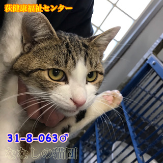 寂しがりやな白キジ君　飼い主持込み　063