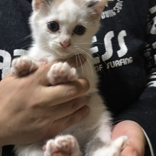 大切にしてくださる里親さん募集