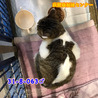 寂しがりやな白キジ君　飼い主持込み　063 サムネイル7