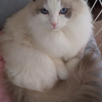 しょっこらん