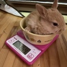 子ウサギの里親様募集(相談中につき一時受付中止 サムネイル6