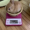 子ウサギの里親様募集(相談中につき一時受付中止 サムネイル7